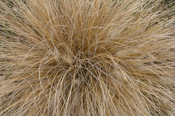 autumn, ekibana of dried plants in nature, soft focus and close-up