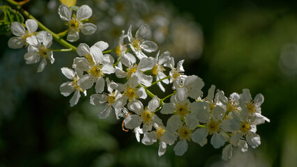 White flowers of fruit trees.