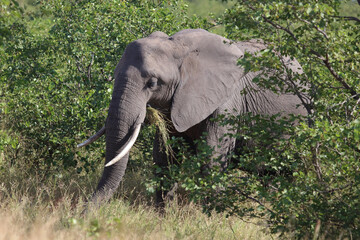 Naklejka premium Afrikanischer Elefant / African elephant / Loxodonta africana