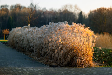 Beautiful, tall ornamental grass in autumn illuminated by the setting sun. Garden design