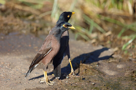 Hirtenmaina oder Hirtenstar / Common myna or Indian myna / Acridotheres tristis