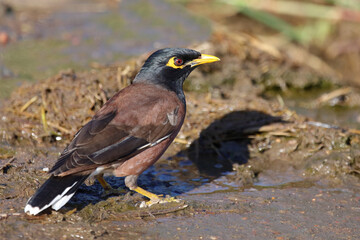 Hirtenmaina oder Hirtenstar / Common myna or Indian myna / Acridotheres tristis