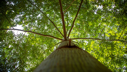 A native tree of the Atlantic rainforest seen from below in its exuberance of nature in Parque das Neblinas, Mogi das Cruzes, São Paulo, Brazil
