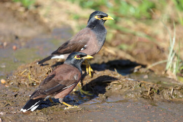 Hirtenmaina oder Hirtenstar / Common myna or Indian myna / Acridotheres tristis