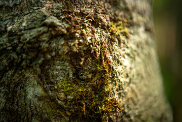 Detail of a lichen on the trunk of a tree in the Atlantic Forest, a Brazilian biome. Photo taken inside the Parque das Neblinas private protected area, Taiaçupeba, Mogi das Cruzes, São Paulo, Brazil.