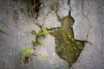 A detail of an old wall of an old building ruin located within the Parque das Neblinas private protected area, in the Atlantic Forest biome. São Paulo, Brazil