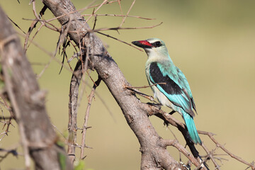 Senegalliest / Woodland kingfisher / Halcyon senegalensis