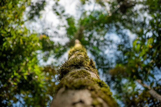 A Jussara palm tree seen from below. The tree is native to the Atlantic Forest biome and its fruit is similar to that of the A&ccedil;a&iacute;. Parque das Neblinas private protected area.