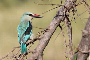 Senegalliest / Woodland kingfisher / Halcyon senegalensis