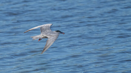 whiskered tern in flight over the lagoon