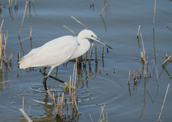 little egret looking for some fish in the lagoon	