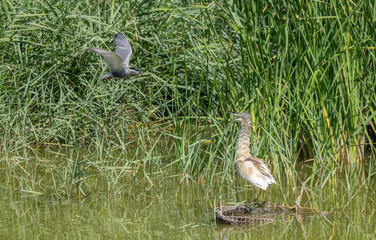 whiskered tern attacking a squacco heron for territory	