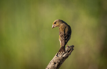 European Greenfinch on the branch	
