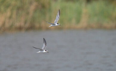 Little Terns in flight over tha lagoon	