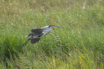 Grey Heron landing over the reeds	