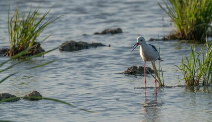black-winged stilt in rice field in the ebro delta	