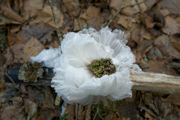 Haareis Hair ice flower Blume Eisblume