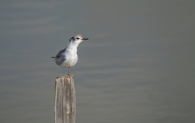 whiskered tern on a branch in the pond	