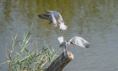 two whiskered terns playing on a branch in the pond	