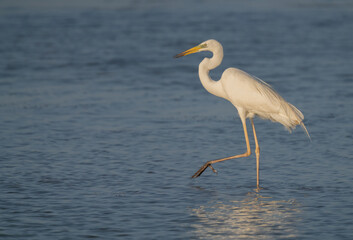 great egret in the ebro river marshes	