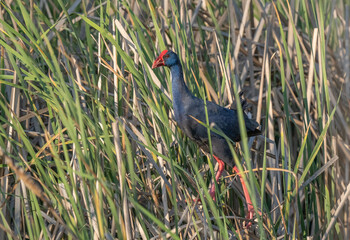 Western Swamphen hidden among the reeds of the ebro delta	