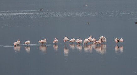 greater flamingos in the marshes of the ebro delta	