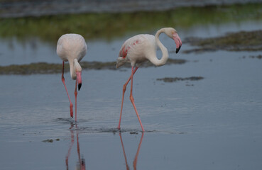 greater flamingos in the lagoon of delta ebro river at sunrise