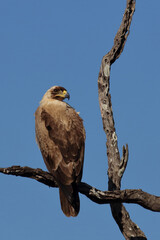 Wahlbergsadler - seltene hellbraune Variante / Wahlberg's  eagle - rare light-browed variant / Aquila wahlbergi.