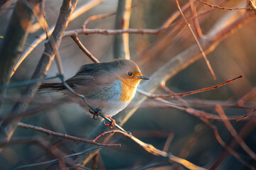 Robin redbreast ( Erithacus rubecula) bird a British European garden songbird with a red or orange breast often found on Christmas cards