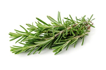 Rosemary bunch isolated on white background