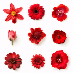 a group of red flowers - obrazy, fototapety, plakaty