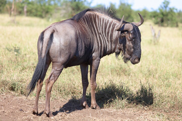 Streifengnu / Blue wildebeest / Connochaetes taurinus