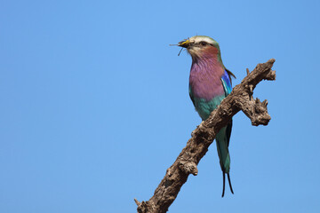 Gabelracke / Lilac-breasted roller / Coracias caudata..