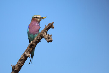 Gabelracke / Lilac-breasted roller / Coracias caudata..