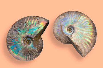 Close-up of colorful nautilus shell fossils floating on a background of trending Pantone Color of the Year 2024, 13-1023, Peach Fuzz.