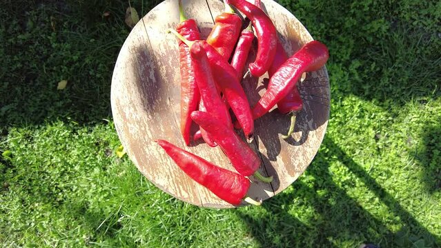 red hot pepper. . 4k video. Hand holding a handful of freshly harvested red hot peppers. Chili cook herbal ingredients. Chilies in hand against natural background. pepper on a wooden background.