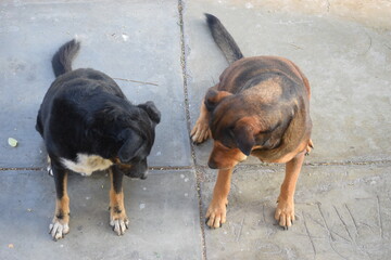 Stray mongrel dogs