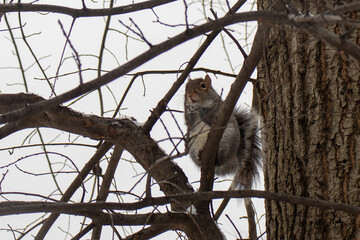 squirrel in a tree