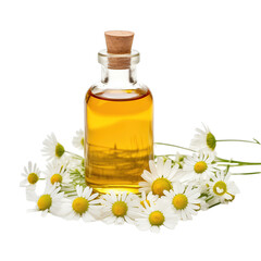Obraz na płótnie Canvas fresh raw organic roman chamomile oil in glass bowl png isolated on white background with clipping path. natural organic dripping serum herbal medicine rich of vitamins concept. selective focus