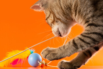 Gray cat playing in orange background in front view angle