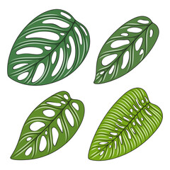 Set of color illustration with monstera creeper plant leaves. Isolated vector objects on white background. - 724186318
