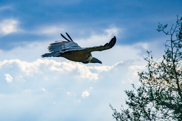 flight of the griffon vulture in the sickles of the duraton