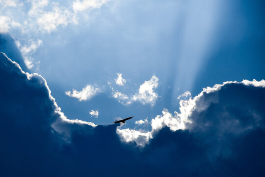 flight of the griffon vulture in the sickles of the duraton