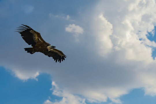 flight of the griffon vulture in the sickles of the duraton