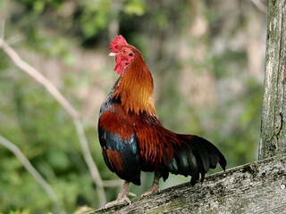 A beautiful rooster on a fence.