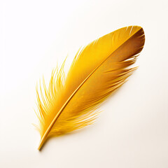 a yellow feather on a white background