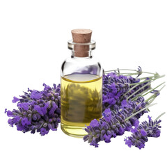 Obraz na płótnie Canvas fresh raw organic spike lavender oil in glass bowl png isolated on white background with clipping path. natural organic dripping serum herbal medicine rich of vitamins concept. selective focus
