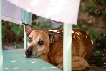 portrait of a dog under a table