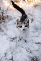 a cat in a winter snowy forest near a Christmas tree that glows with lights