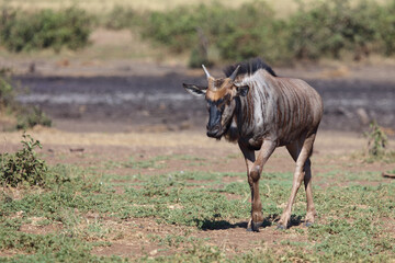 Streifengnu / Blue wildebeest / Connochaetes taurinus.